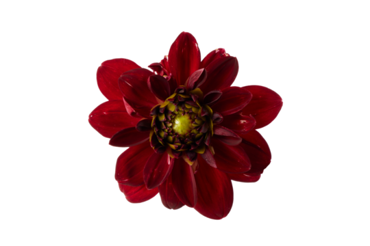 dark red dahlia flower isolated on white or transparent png