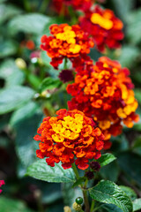 Fototapeta premium Flor de Fuego - Cinco Negritos - Lantana Camara