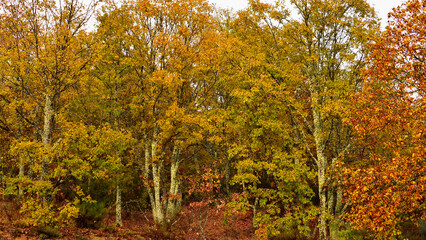 Trees covered with lichens and autumn foliage in Galicia