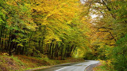 Naklejka premium Road through a forest with autumn foliage in Transylvania 
