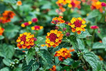 Flor de Fuego - Cinco Negritos - Lantana Camara
