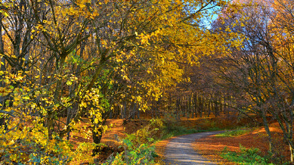 Obraz premium Road crossing forest with golden and ochre autumn foliage