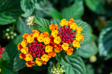 Flor de Fuego - Cinco Negritos - Lantana Camara