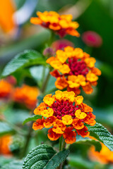 Flor de Fuego - Cinco Negritos - Lantana Camara