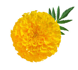 Beautiful Yellow Marigold flower isolated on transparent background. Indian flowers for traditional...
