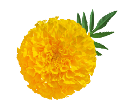 Beautiful Yellow Marigold flower isolated on transparent background. Indian flowers for traditional functions pongal, diwali, marriage, ayudha pooja.