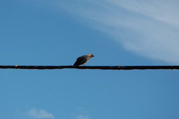 A crow stands confidently on a power line, silhouetted against a clear blue sky with wispy clouds, enjoying a sunny day