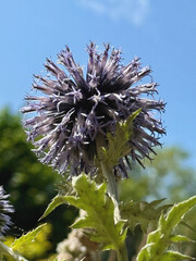 Violett blühende Kugeldistel im Garten