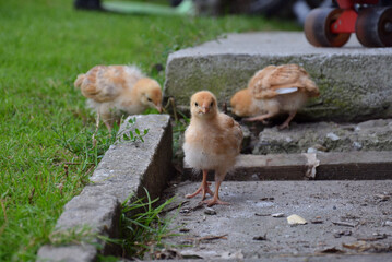 Small Farm Chickens and Chicks.