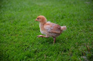 Small Farm Chickens and Chicks.