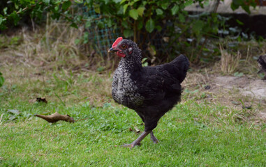 Small Farm Chickens and Chicks.