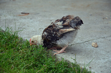 Small Farm Chickens and Chicks.