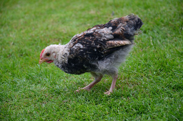 Small Farm Chickens and Chicks.