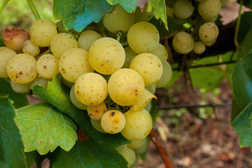 Closeup of ripe white grapes on the vine
