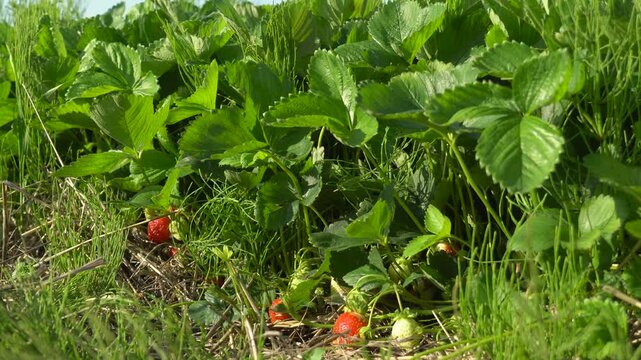 Exploring a vibrant strawberry patch during a sunny afternoon