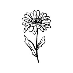 Single daisy flower with leaves design in black brush stroke texture isolated on white. Hand drawn vector sketch illustration in vintage charcoal ink. Print design, greeting card decoration.