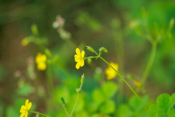 Obraz premium yellow flowers on green grass