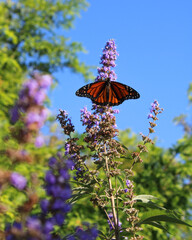 monarch butterfly on purple flower