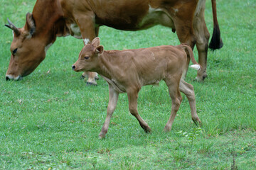 Brown calf enjoying a sunny day outdoors with parents