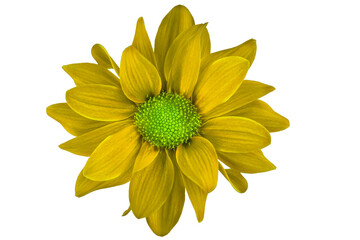 beautiful yellow flower isolated on white background