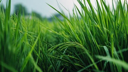Fototapeta premium Lush Green Rice Field with Grain, Reflecting Agricultural Abundance and Natural Beauty on a Bright Day.