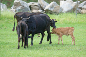 Brown calf enjoying a sunny day outdoors with parents