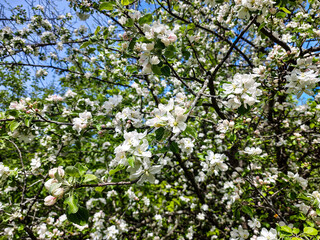 Hundreds of white apple blossoms cover tree branches in full bloom, standing out vividly against a bright blue sky, capturing the freshness and beauty of spring in a natural outdoor setting.