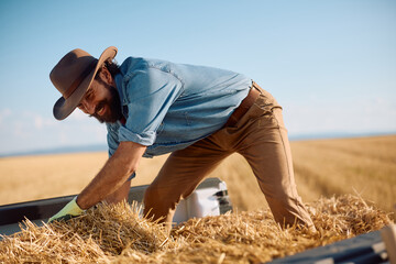 Happy farm worker arranging hay bales in back of truck in field. © Drazen