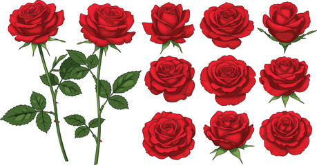 Red rose illustration set, blooming flower clipart, rose plant with thorns, floral vector design, botanical rose anatomy, garden blossom collection