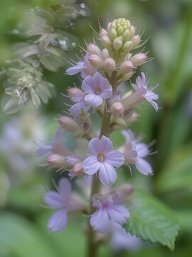 Veronica Americana (American Brooklime) Flower Cluster