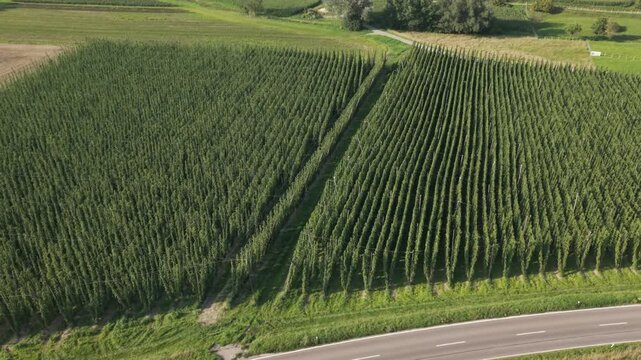 Fly with me along the Bavarian hops fields close to Pfaffenhofen region which is called the Holledau region and which is one of the biggest hops agriculture areas worldwide