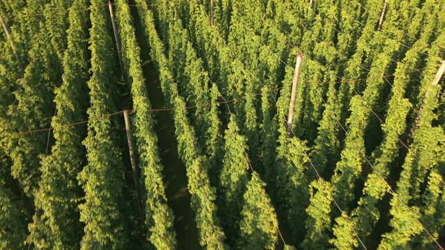 Fly with me along the Bavarian hops fields close to Pfaffenhofen region which is called the Holledau region and which is one of the biggest hops agriculture areas worldwide