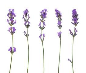 Obraz premium Fragrant lavender flowers isolated on white, set
