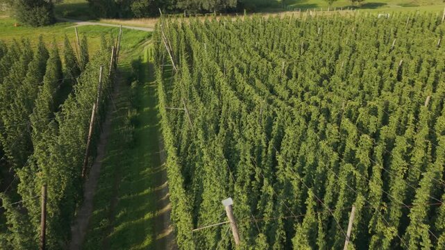 Fly with me along the Bavarian hops fields close to Pfaffenhofen region which is called the Holledau region and which is one of the biggest hops agriculture areas worldwide