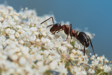 A Black Ant is Walking a Huge White Flower and Gathering Its Pollen in Mid-Summer