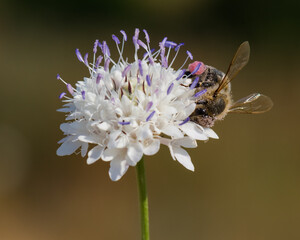 A Bee with a Pink  Bag is Gathering Pollen from a White Flower on a Beautiful Hot Summer Day