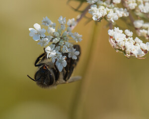 A Bee Hanging by a White Flower is Picking Its Pollen and Enjoying the Shadow that Protects the Small Creature from the Summer Heat 