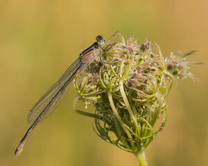 A Beautiful Damselfly with Camouflage Colors is Hanging by a Wild Flower on a Hot Summer Day