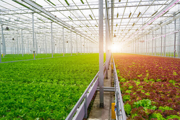 Fototapeta premium A large industrial greenhouse contains rows of different kinds of lettuce crops. Green leaf lettuce grows next to a row of red leaf lettuce