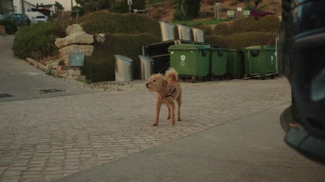 Brown scruffy dog barking on cobblestone street in Algarve, Portugal