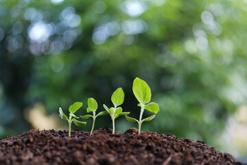 small sunflower sprouts growing with macro water droplets line up