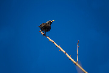 Australian Common Starling (Sturnus vulgaris)