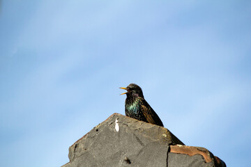 Australian Common Starling (Sturnus vulgaris)