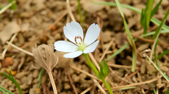 Fairy flax (Linum catharticum) flower. Small plant of calcareous grassland, aka white flax and purging flax, in the family Linaceae