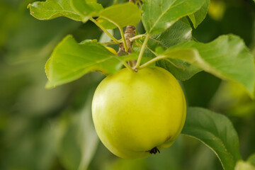 green apple on a tree