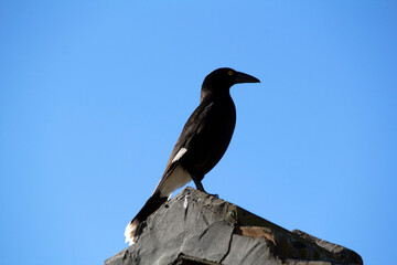 Australian Pied Currawong (Strepera graculina)