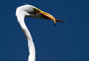 Egret (Ardea alba)