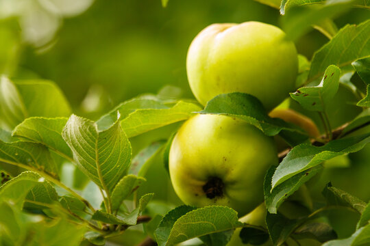 green apples on a branch