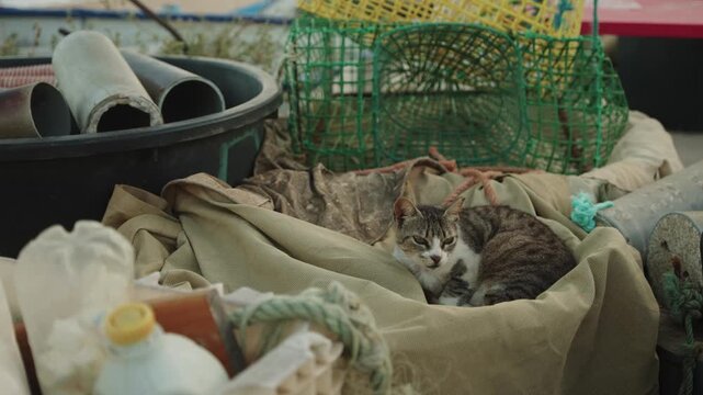 Cat resting on fishing nets near lobster traps in Algarve, Portugal