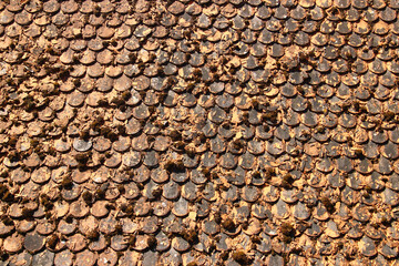 Close-up of weathered, moss-covered fish scale roof tiles with peeling clay coating, showing signs of aging and natural wear